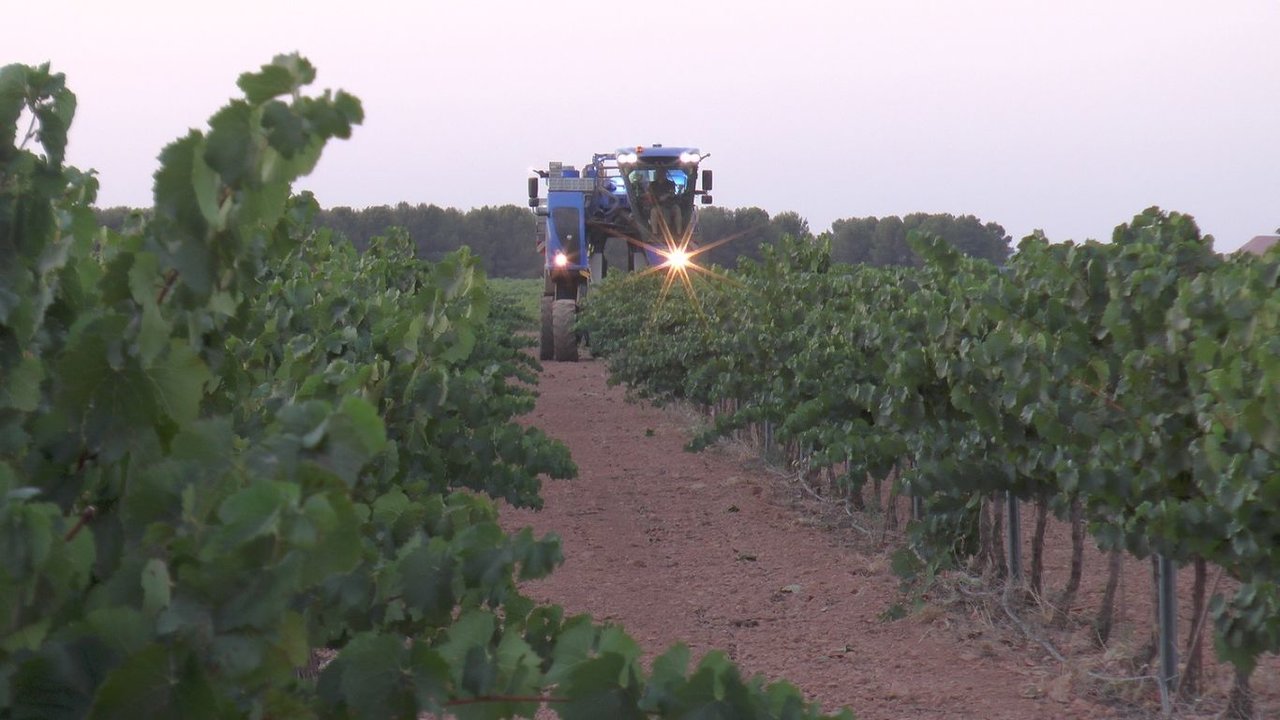 Primera vendimia en DO La Mancha con la blanca chardonnay