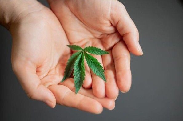 &iquest;Qu&eacute; es y cu&aacute;nto cuesta una franquicia de grow?